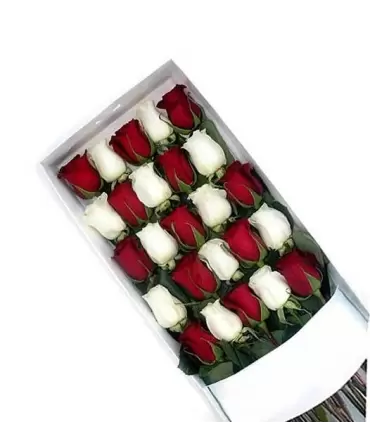 Caja con 25 rosas rojas y blancas