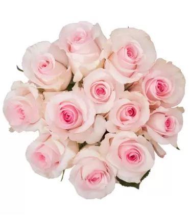 Ramo de 12 rosas rosadas, perfectas para regalar.