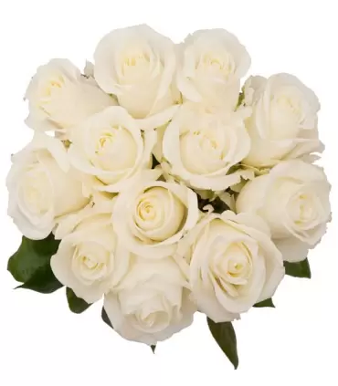 Ramo de 12 rosas blancas, elegantes y perfectas.