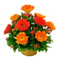 Canasta con 12 gerberas surtidas.