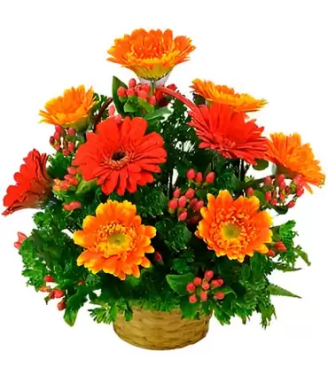Canasta con 12 gerberas surtidas.
