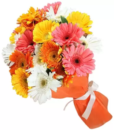 Ramo de 24 Gerberas